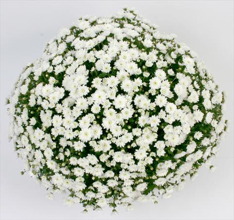 photo of flower to be used as: Pot and bedding Chrysanthemum Belgian Campina