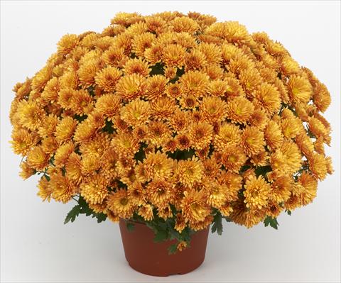 Foto fiore da  Vaso e aiola Chrysanthemum Belgian Marjolein Orange