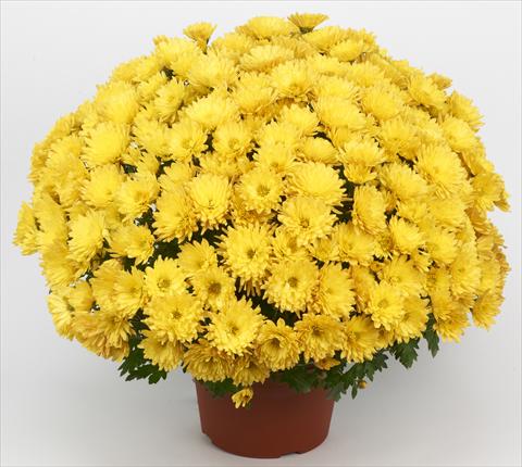 Foto fiore da  Vaso e aiola Chrysanthemum Belgian Marjolein Yellow