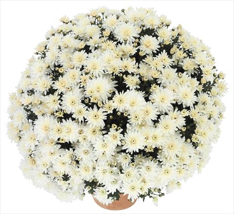 Foto fiore da  Vaso e aiola Chrysanthemum Golette Burma Blanc