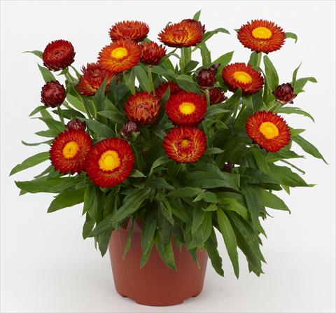 photo of flower to be used as: Pot and bedding Helichrysum (Bracteantha) Braxi Red