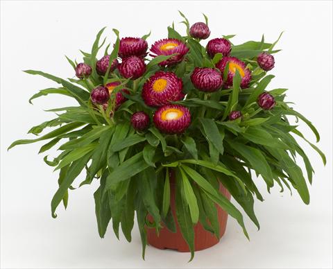 photo of flower to be used as: Pot and bedding Helichrysum (Bracteantha) Braxi Violet
