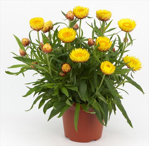 photo of flower to be used as: Pot and bedding Helichrysum (Bracteantha) Braxi Yellow