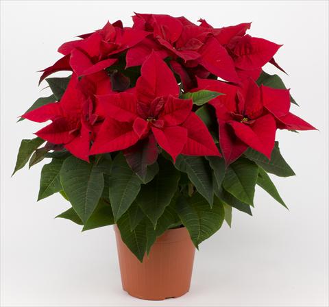 photo of flower to be used as: Pot Poinsettia - Euphorbia pulcherrima Superba Red