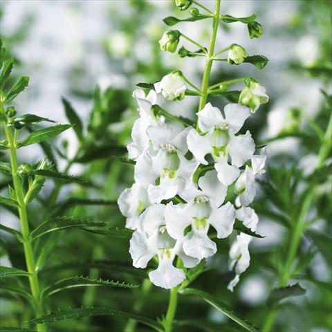 photo of flower to be used as: Pot, bedding, patio, basket Angelonia angustifolia pac® Adessa White