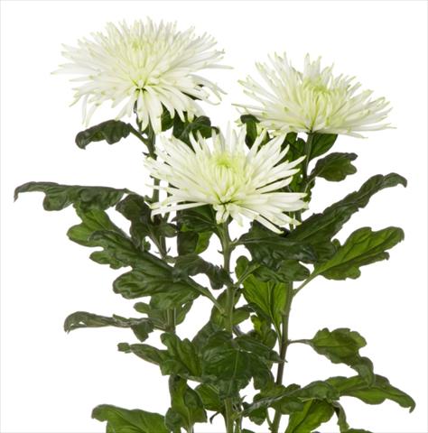 photo of flower to be used as: Cutflower Chrysanthemum Anastasia Star Mint