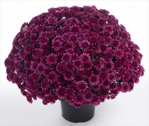 Foto fiore da  Vaso e aiola Chrysanthemum Avalon Purple