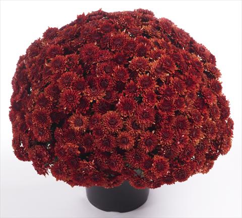 Foto fiore da  Vaso e aiola Chrysanthemum Avalon Red