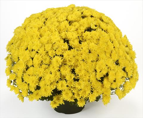 Foto fiore da  Vaso e aiola Chrysanthemum Avalon Yellow