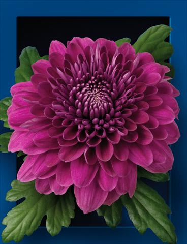 Foto fiore da  Reciso Chrysanthemum Luba