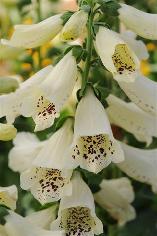 photo of flower to be used as: Bedding / border plant Digitalis purpurea Dalmatian Cream