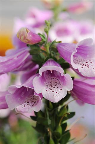 Foto fiore da  Aiuola e/o bordura Digitalis purpurea Dalmatian Rose