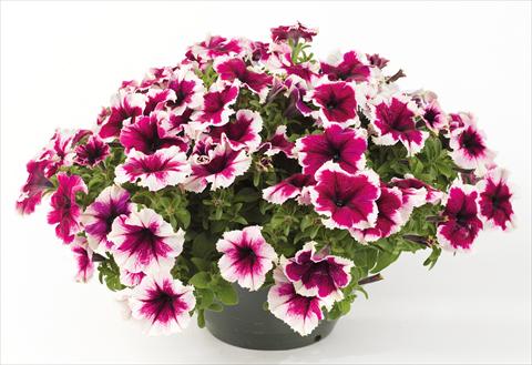 photo of flower to be used as: Pot, bedding, patio, basket Petunia Happy® Giant Bicolor Purple Picotee