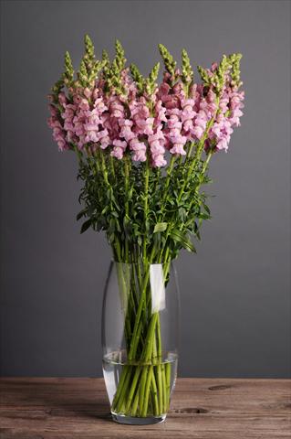 Foto fiore da  Vaso e aiola Antirrhinum majus Cut Flower Snapdragon Potomac Lavender