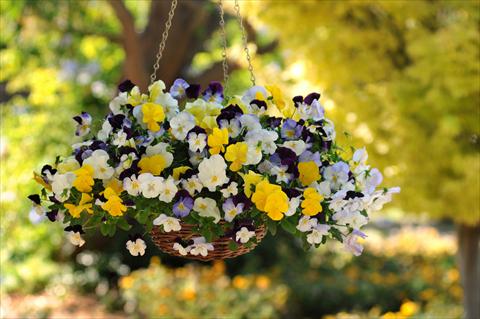 photo of flower to be used as: Pot, bedding, patio, basket Viola wittrockiana Cool Wave Pansies Mixture