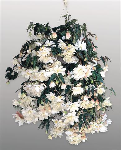 photo of flower to be used as: Pot and bedding Begonia tuberhybrida Illumination® White