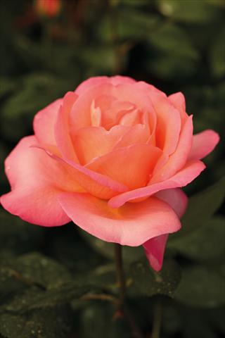 photo of flower to be used as: Bedding / border plant Rosa Tea Jazz Festival®