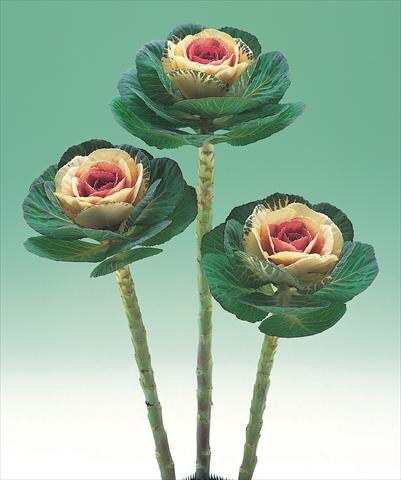 Foto fiore da    Brassica oleracea Crane Bicolor F1