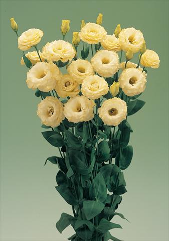 photo of flower to be used as:   Lisianthus (Eustoma grandiflorum) Arena Gold F1