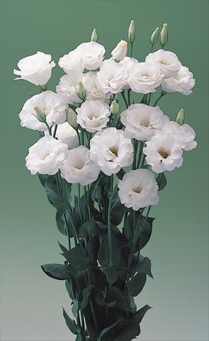 Foto fiore da    Lisianthus (Eustoma grandiflorum) Arena IV White F1