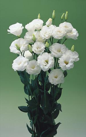photo of flower to be used as:   Lisianthus (Eustoma grandiflorum) Croma White F1