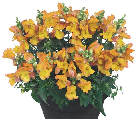 Foto fiore da  Vaso e aiola Antirrhinum majus Florini® Diana Banjas