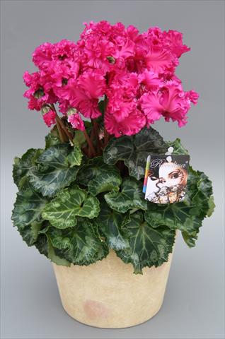 photo of flower to be used as: Pot Cyclamen persicum mini Rocolina Deep Purple