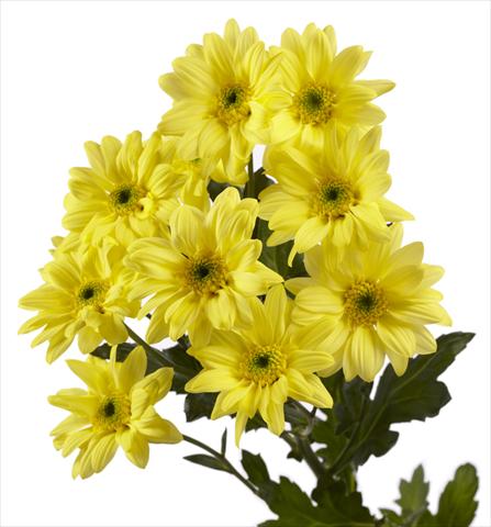 Foto fiore da    Chrysanthemum Gabbana Yellow