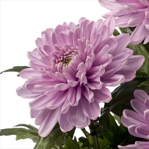Foto fiore da    Chrysanthemum Rossano Dark