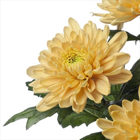 Foto fiore da    Chrysanthemum Rossano Orange