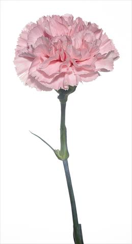 Foto fiore da  Reciso Dianthus caryophyllus Bizet