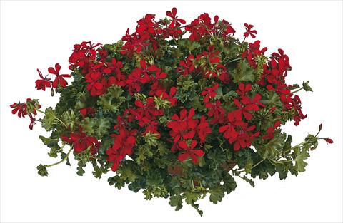 photo of flower to be used as: Pot, patio, basket Pelargonium peltatum Joker Red
