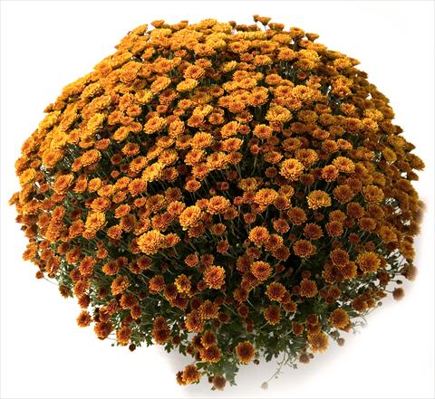 photo of flower to be used as: Pot and bedding Chrysanthemum Belgian Renata