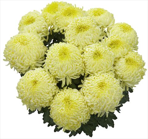 photo of flower to be used as: Pot and bedding Chrysanthemum Malibu Citron 2013