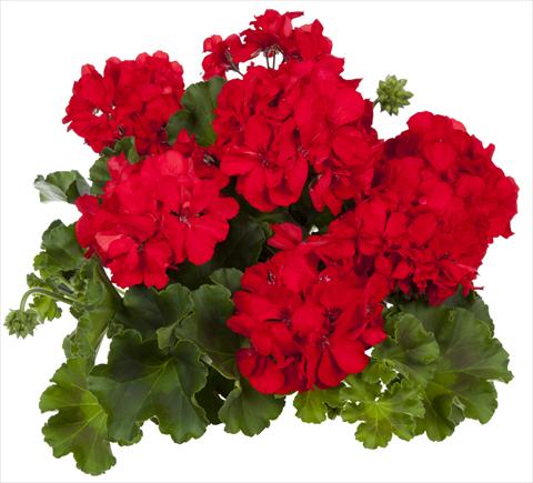 photo of flower to be used as: Patio, pot Pelargonium interspecifico fides® Mambo