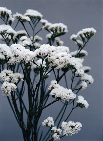 Foto fiore da  Vaso e aiola Limonium sinuatum Qis Bianco