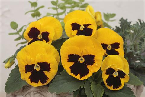 photo of flower to be used as: Pot and bedding Viola wittrockiana Premier Yellow with Blotch
