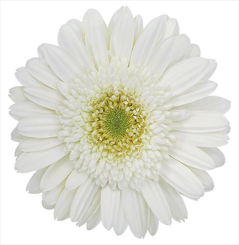 photo of flower to be used as: Pot Gerbera jamesonii Amelie