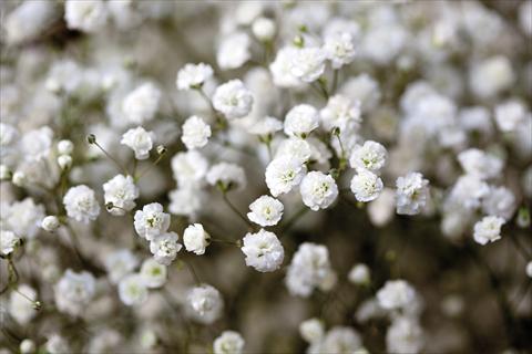 Foto fiore da  Aiuola e/o bordura Gypsophila Pearls® Ginga-way