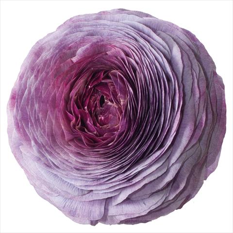 Foto fiore da    Ranunculus asiaticus Success® Magic