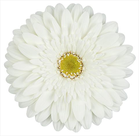 photo of flower to be used as: Cutflower Gerbera jamesonii Balance®