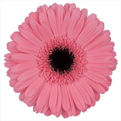 photo of flower to be used as:   Gerbera jamesonii Pre-Intenzz®