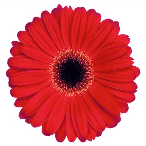 photo of flower to be used as:   Gerbera jamesonii Shania®