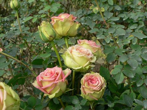 Foto fiore da  Aiuola e/o bordura Rosa paesaggistica Donne d