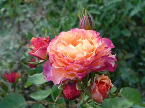 photo of flower to be used as: Bedding / border plant Rosa paesaggistica Rosa dei Diritti Umani