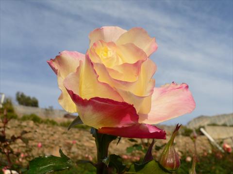 Foto fiore da  Aiuola e/o bordura Rosa paesaggistica Mystica®