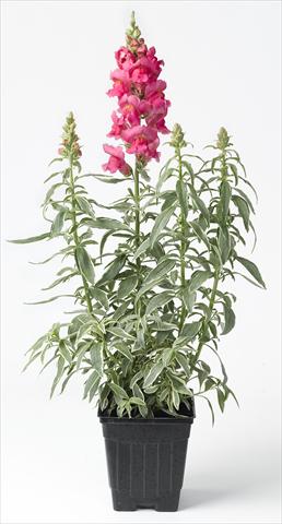 photo of flower to be used as: Pot and bedding Antirrhinum majus Snapdaddy rosa