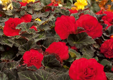 photo of flower to be used as: Pot, bedding, patio, basket Begonia tuberhybrida NonStop® Mocca Cherry
