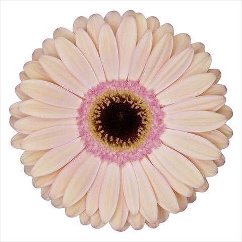 photo of flower to be used as: Pot Gerbera jamesonii Alliance®