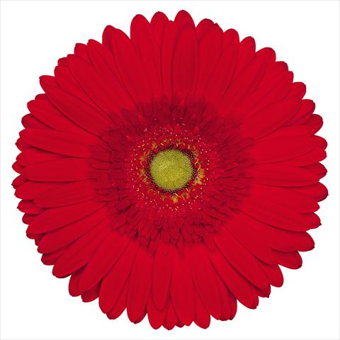 photo of flower to be used as: Pot Gerbera jamesonii Caravaggio®